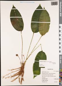 Aspidistra elegans Aver. & Tillich, Зарубежная Азия (ASIA) (Лаос)