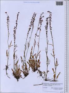 Щавель воробьиный, Щавелек L., Сибирь, Дальний Восток (S6) (Россия)