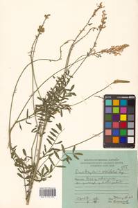 Эспарцет горошколистный Scop., Сибирь, Дальний Восток (S6) (Россия)