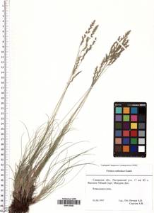 Овсяница валисская, Типчак Schleich. ex Gaudin, Восточная Европа, Средневолжский район (E8) (Россия)