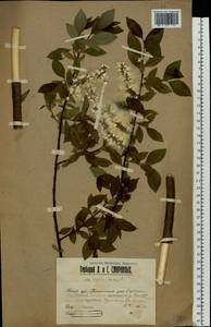 Ива мирзинолистная, Ива чернеющая Salisb., Восточная Европа, Волжско-Камский район (E7) (Россия)