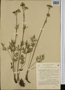 Mutellina adonidifolia (J. Gay) Gutermann, Западная Европа (EUR) (Италия)