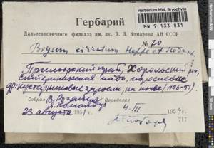 Dicranoweisia cirrata (Hedw.) Lindb. ex Milde, Гербарий мохообразных, Мхи - Дальний Восток (без Чукотки и Камчатки) (B20) (Россия)