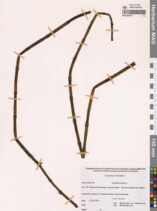 Хвощ приречный, Хвощ топяной L., Сибирь, Чукотка и Камчатка (S7) (Россия)