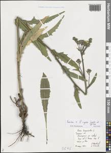 Picris hieracioides subsp. hieracioides, Восточная Европа, Центральный район (E4) (Россия)