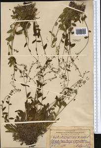 Eritrichium pamiricum B. Fedtsch., Средняя Азия и Казахстан, Памир и Памиро-Алай (M2) (Таджикистан)