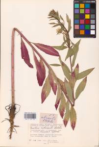 Oenothera ×rubricaulis Kleb., Восточная Европа, Средневолжский район (E8) (Россия)