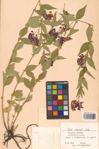 Горошек однопарный A.Braun, Сибирь, Дальний Восток (S6) (Россия)