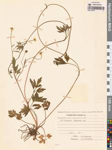 Лютик ползучий L., Сибирь, Чукотка и Камчатка (S7) (Россия)