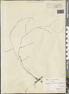 Мятлик дубравный L., Кавказ, Северная Осетия, Ингушетия и Чечня (K1c) (Россия)