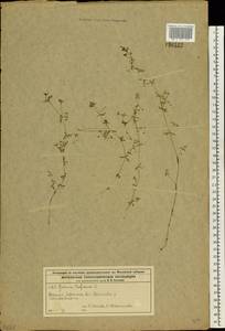 Подмаренник трехраздельный L., Восточная Европа, Московская область и Москва (E4a) (Россия)