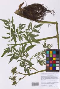 Вех ядовитый, Цикута L., Восточная Европа, Московская область и Москва (E4a) (Россия)