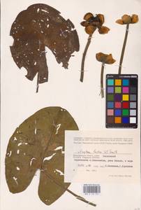 Кубышка желтая (L.) Sm., Восточная Европа, Нижневолжский район (E9) (Россия)