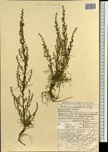Artemisia oxycephala Kitag., Монголия (MONG) (Монголия)