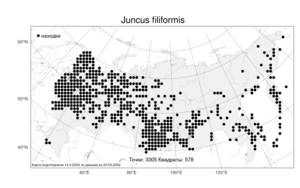 Juncus filiformis, Ситник нитевидный L., Атлас флоры России (FLORUS) (Россия)