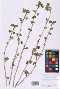 Крыжовник обыкновенный L., Восточная Европа, Московская область и Москва (E4a) (Россия)