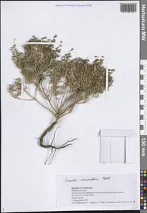 Сведа толстолистная Pall., Средняя Азия и Казахстан, Сырдарьинские пустыни и Кызылкумы (M7) (Узбекистан)