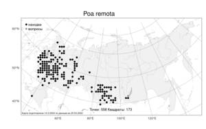 Poa remota, Мятлик расставленный Forselles, Атлас флоры России (FLORUS) (Россия)