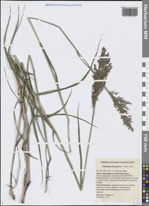 Вейник пурпурный (Trin.) Trin., Сибирь, Западная Сибирь (S1) (Россия)