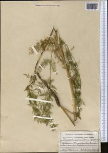 Скалигерия угамская Korovin, Средняя Азия и Казахстан, Западный Тянь-Шань и Каратау (M3) (Узбекистан)