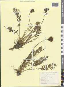 Астрагал неопределенный Ledeb., Кавказ, Ставропольский край, Карачаево-Черкесия, Кабардино-Балкария (K1b) (Россия)