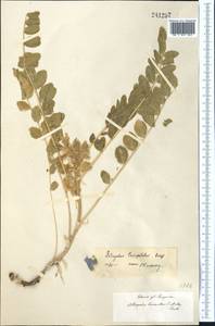 Astragalus lasiopetalus Bunge, Средняя Азия и Казахстан, Муюнкумы, Прибалхашье и Бетпак-Дала (M9) (Казахстан)