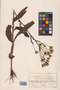 Picris japonica subsp. japonica, Сибирь, Дальний Восток (S6) (Россия)