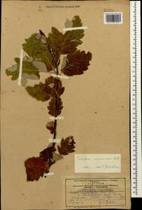 Hedlundia armeniaca (Hedl.) Mezhenskyj, Кавказ, Азербайджан (K6) (Азербайджан)