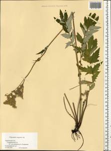 Filipendula ulmaria subsp. picbaueri (Podp.) Smejkal, Восточная Европа, Центральный лесостепной район (E6) (Россия)