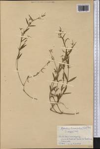 Pombalia linearifolia (Vahl) Paula-Souza, Америка (AMER) (Куба)