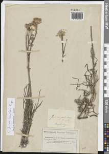 Наголоватка тонколопастная Bunge, Восточная Европа, Нижневолжский район (E9) (Россия)