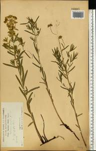 Молочай лозный, Молочай прутьевидный Waldst. & Kit., Восточная Европа, Центральный лесостепной район (E6) (Россия)