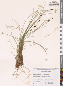 Осока кругловатая Wahlenb., Сибирь, Чукотка и Камчатка (S7) (Россия)