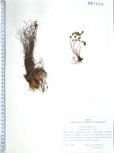 Вудсия эльбская (L.) R.Br., Сибирь, Дальний Восток (S6) (Россия)