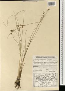 Ситник орхонский Novikov, Монголия (MONG) (Монголия)