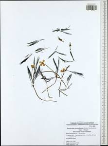 Ranunculus penicillatus subsp. pseudofluitans (Newbould ex Syme) S. D. Webster, Восточная Европа, Центральный район (E4) (Россия)