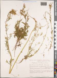 Декурения софиевидная (Fisch. ex Hook.) O.E.Schulz, Сибирь, Якутия (S5) (Россия)