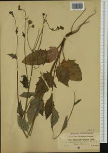 Hieracium maculatum subsp. onosmotrichum (Zahn) Zahn, Западная Европа (EUR) (Германия)