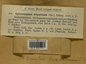 Acaulon triquetrum (Spruce) Müll. Hal., Гербарий мохообразных, Мхи - Западная Европа (BEu) (Австрия)