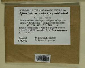 Hylocomiastrum umbratum (Hedw.) M. Fleisch. ex Broth., Гербарий мохообразных, Мхи - Северный Кавказ и Предкавказье (B12) (Россия)