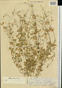 Звездчатка средняя, Мокрица (L.) Vill., Восточная Европа, Средневолжский район (E8) (Россия)