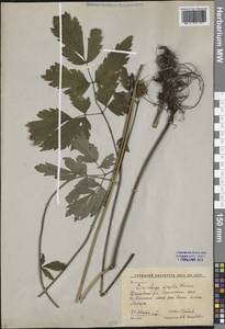 Клопогон простой (DC.) Wormsk. ex Fisch. & C.A.Mey., Сибирь, Дальний Восток (S6) (Россия)