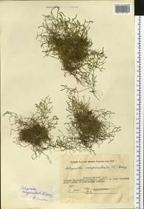 Boreoselaginella sanguinolenta (L.) Li Bing Zhang & X. M. Zhou, Сибирь, Якутия (S5) (Россия)