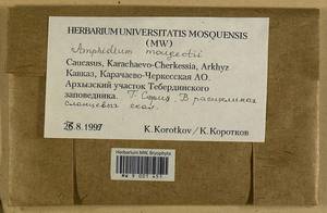 Amphidium mougeotii (Bruch & Schimp.) Schimp., Гербарий мохообразных, Мхи - Северный Кавказ и Предкавказье (B12) (Россия)