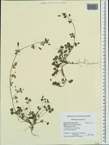 Люцерна хмелевидная L., Крым (KRYM) (Россия)