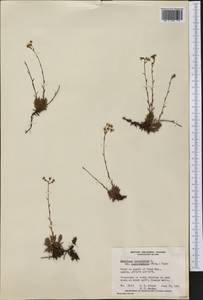 Saxifraga bronchialis subsp. austromontana (Wieg.) Piper, Америка (AMER) (Канада)