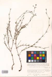 Cynanchica graveolens (M.Bieb. ex Schult. & Schult.f.) P.Caputo & Del Guacchio, Восточная Европа, Нижневолжский район (E9) (Россия)