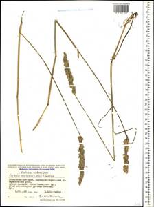 Koeleria eriostachya Pancic, Кавказ, Ставропольский край, Карачаево-Черкесия, Кабардино-Балкария (K1b) (Россия)