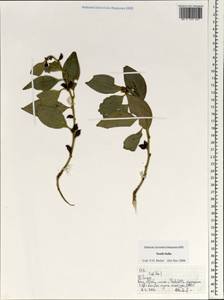 Magnoliopsida, Зарубежная Азия (ASIA) (Индия)