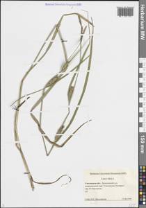 Осока мохнатая, Осока коротковолосистая L., Восточная Европа, Западный район (E3) (Россия)